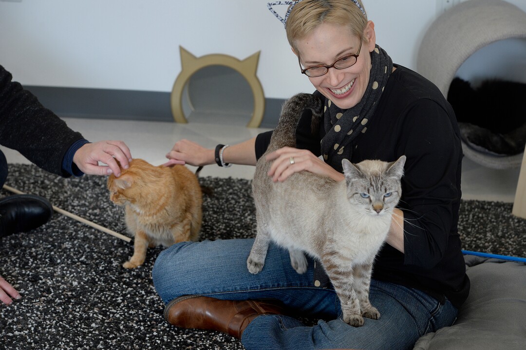(Scott Sommerdorf   |  The Salt Lake Tribune)   Melissa Davis, left and Jackie Rogers play and pet cats at Tinker’s Cat Cafe on 900 South in Salt Lake City on Thursday, Nov. 2, 2017.