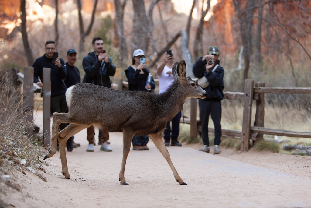 (Chris Caldwell | Special to The Tribune) Zion National Park visitors observe mule deer near the Temple of Sinawava, Saturday, March 1, 2025.