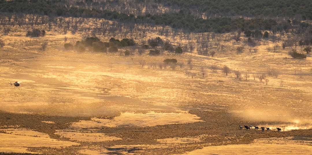 (Rick Egan | The Salt Lake Tribune) A helicopter rounds up wild horses in the Onaqui Herd Management Area wild horse gather on Wednesday, July 14, 2021.