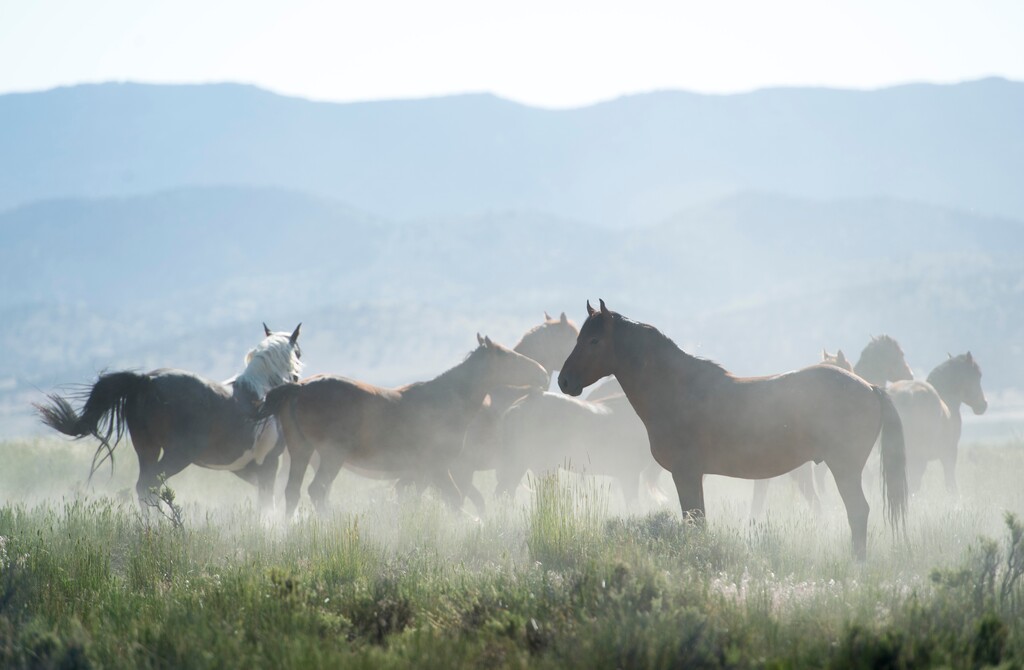 (Rick Egan  |  Tribune file photo) Wild horses in the Onaqui wild horse herd, about 60 miles southwest of Tooele, are seen near Simpson Springs, Thursday, June 5, 2014. The BLM rounded up 241 of the Onaqui horses in September 2019 with the aim of adopting them into private homes, but a month later some fell ill with a contagious strain of equine distemper at the BLM's Delta corral. The animals have been quarantined, and a Nov. 1 adoption event has been cancelled.
