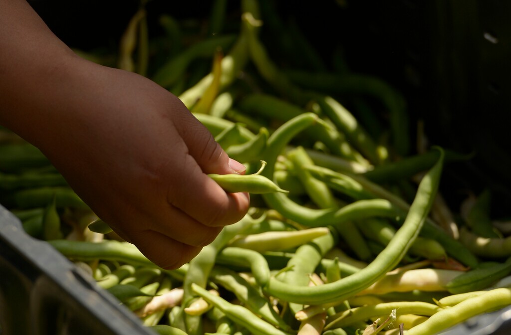 (Leah Hogsten  |  The Salt Lake Tribune) Buyers pick through long beans at Sunnyvale Farmers Market on August 29, 2015.