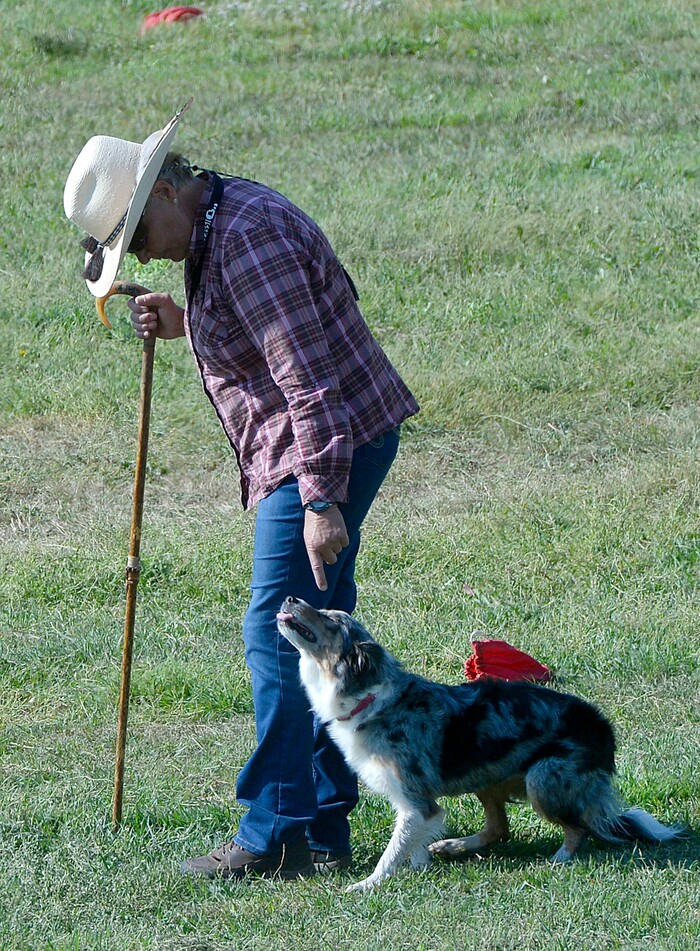 (Al Hartmann  |  The Salt Lake Tribune) 	
Rose Andersen keeps her Border Collie Skeeter ready for his run during the first round of the Supreme Source Solider Hollow Classic Sheep Dog Trials, Friday Sept. 1 in Midway.  The Supreme Source Soldier Hollow Classic brings together many of the world’s top sheep dogs from Scotland, Ireland, South Africa, Canada, Germany and the United States. The trials last through Sept. 4.