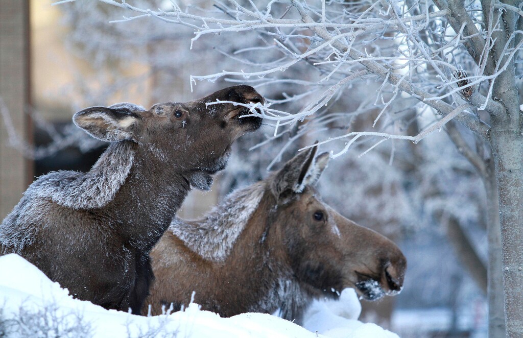 (Dan Joling | The Associated Press) In this March 8, 2012, file photo, a calf moose and its mother browse on frosted branches of ornamental trees in the parking lot of the Boney Courthouse in Anchorage, Alaska. Moose thrive in Alaska's largest city with little to fear from natural predators such as wolves or bears, but getting an accurate count of the largest member of the deer family remains a challenge for the state wildlife biologists who must manage their numbers.