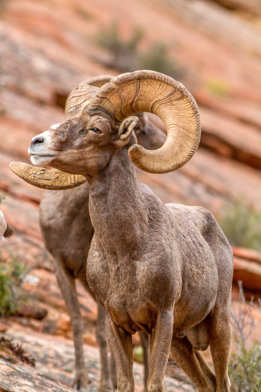 (Photo courtesy of the Utah Division of Wildlife Resources and the National Park Service) Please contact park biologists if you see or hear desert bighorn sheep coughing in Zion National Park.  Your report will help biologists determine how many sheep have contracted pneumonia.
