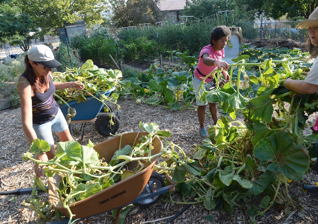 (Al Hartmann  |  The Salt Lake Tribune) Nikki, left, Ira and Trina clean up dead growth in a pumpkin patch at the Wasatch Community Gardens' Green Team farm on Wednesday, Aug. 2. A group of homeless and formerly homeless women tend a 1.5-acre vegetable farm on land owned by the Salt Lake City's Redevelopment Agency. The women are paid as they learn about agriculture and business, and they receive a break from the stresses of their daily lives.
