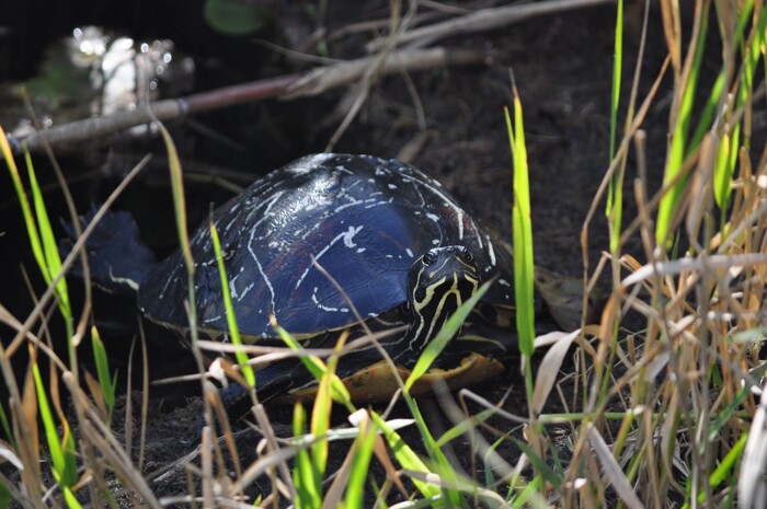 (Erin Alberty | The Salt Lake Tribune) A turtle explores Everglades National Park. Photo taken Feb. 2, 2016.