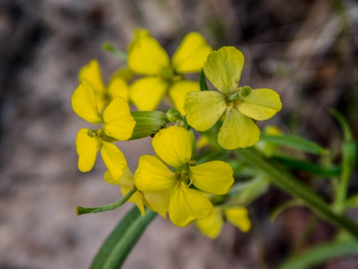 Erin Alberty  |  The Salt Lake TribuneWallflower blooms May 29, 2017 in Box Canyon in Dinosaur National Monument.