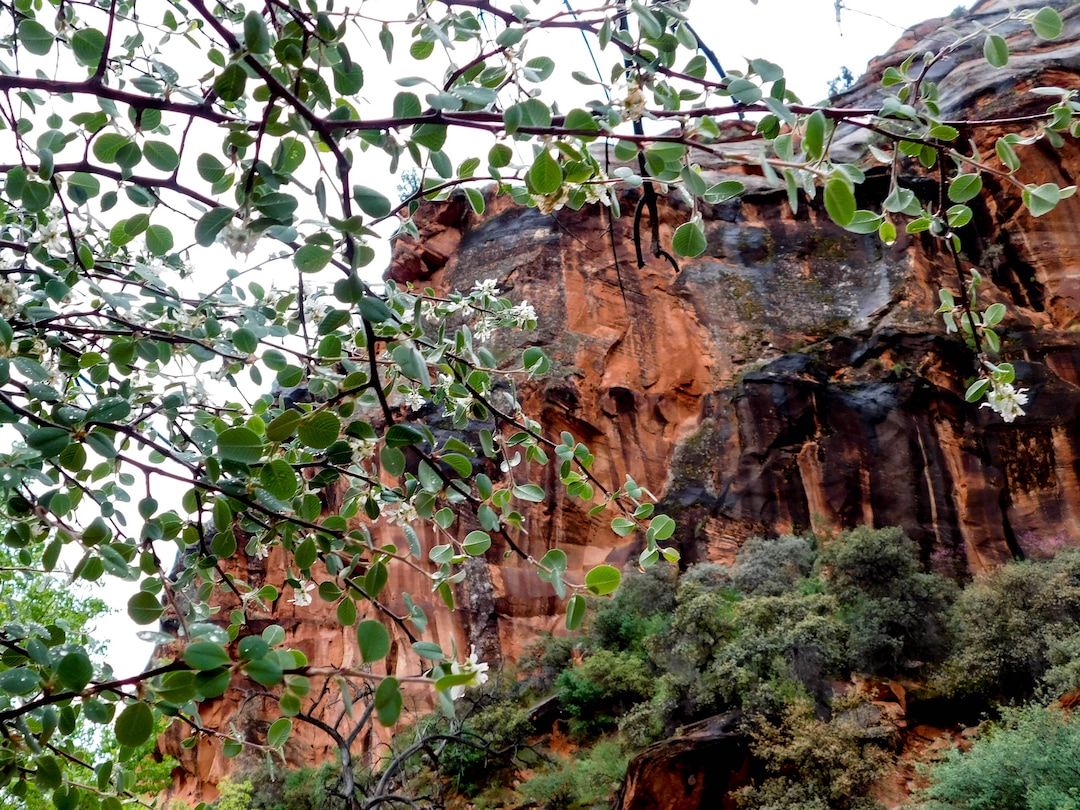 Erin Alberty  |  The Salt Lake TribuneA rock wall looms above a serviceberry shrub blooming April 3, 2017 along the Red Reef Trail in Red Cliffs Desert Reserve, north of Harrisburg.
