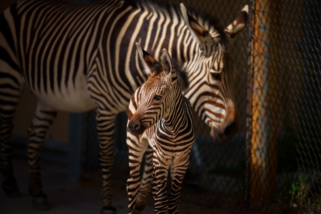 (Trent Nelson | The Salt Lake Tribune) The new baby zebra born on June 2 to mother Ziva at Utah's Hogle Zoo in Salt Lake City, on Wednesday, June 7, 2023.