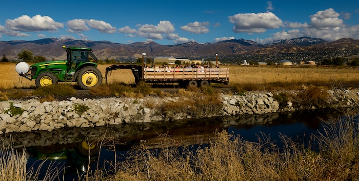 Leah Hogsten | The Salt Lake Tribune Visitors tour the cattle farm via hay rides during the 2018 Fall Festival at Cross E Ranch in Salt Lake City, Thursday Oct. 18, 2018.