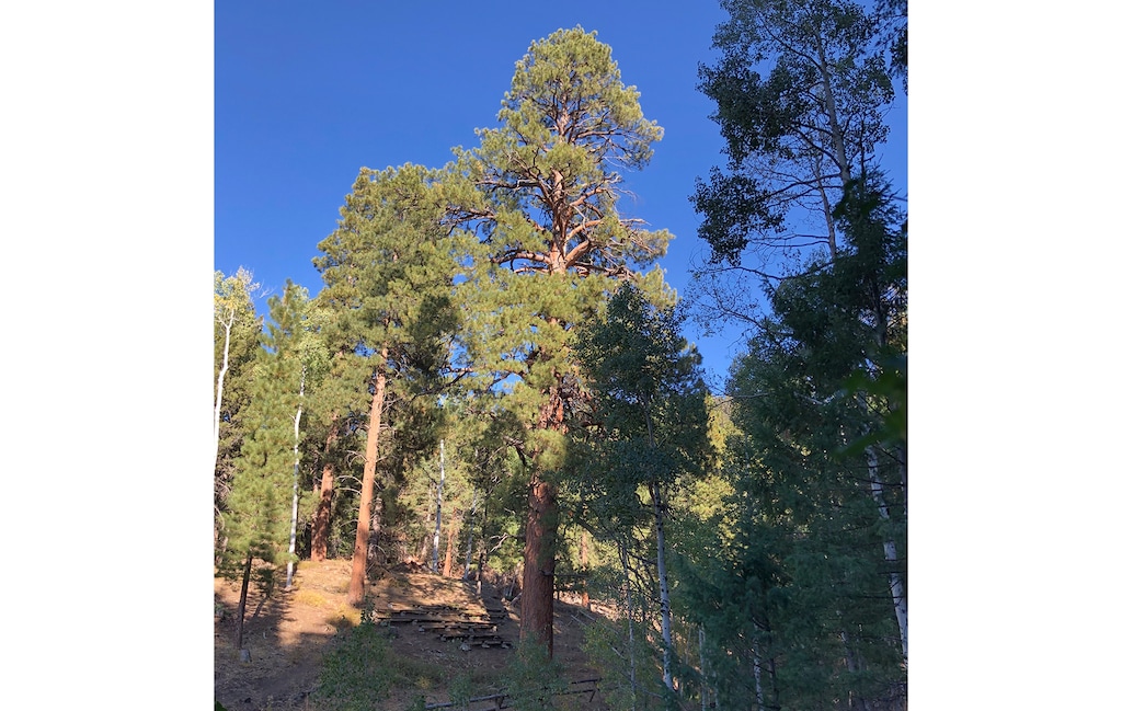 (Jeran Farley) Jeran Farley, urban and community forestry program manager for the state, measured Big Tree, the massive ponderosa pine near Beaver, Utah, in 2019. The tree suffered burns over 95% of its length in the Cottonwood Fire, a U.S. Forest Service ranger said.