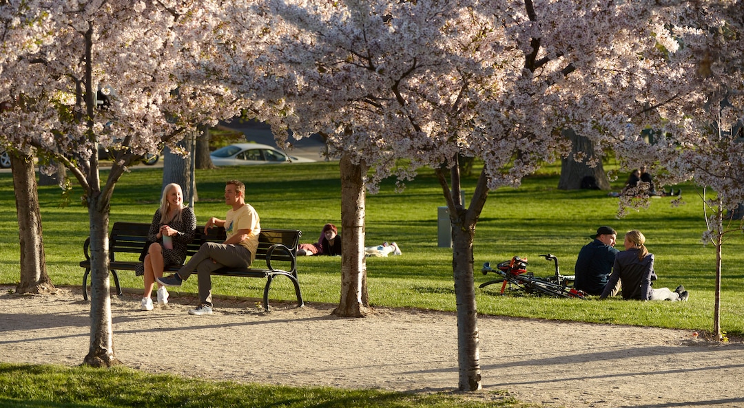 (Leah Hogsten  |  The Salt Lake Tribune) Friday's sunshine and fresh air brought many visitors to the Capitol grounds to walk under the blossoming Yoshino cherry trees that line the .7 mile Memorial Walkway encircling Capitol Hill, April 10, 2020.