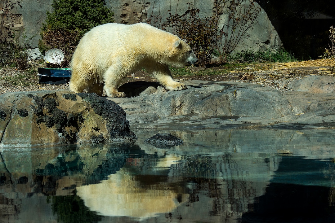 (Chris Detrick  |  The Salt Lake Tribune) Polar Bear Hope at Utah's Hogle Zoo Tuesday, October 10, 2017.