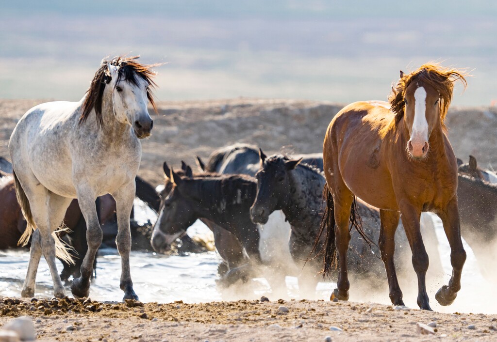 (Rick Egan | The Salt Lake Tribune) Wild horses from the Onaqui wild horse herd frolic around near Simpson Springs, on Wednesday, July 14, 2021.