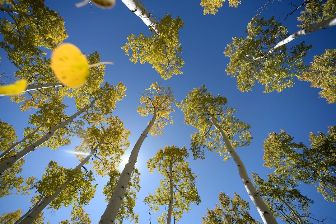(Al Hartmann  |  The Salt Lake Tribune)     
At 106 acres, Pando is the largest known aspen clone, and the most massive living thing known on earth. Its trees are united by a single root system. Scientists say deer are voraciously eating Pando's new sprouts, preventing the clone from regenerating. It could deteriorate beyond recovery in less than 20 years, they warn.