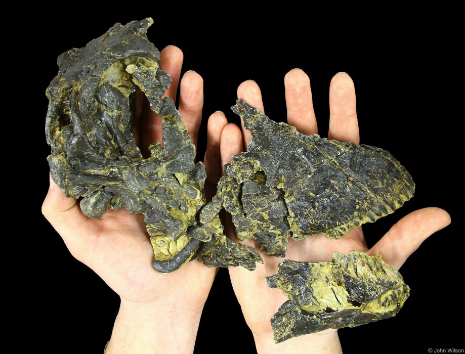 (John P. Wilson) The fossil skull of the young diplodocus (CMC VP14128), nicknamed "Andrew" and held by paleontologist D. Cary Woodruff.