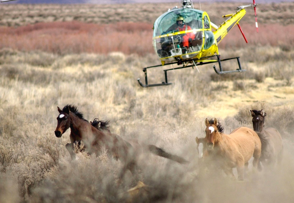 (Lisa J. Tolda/The Reno Gazette-Journal via AP, File)

In this January 2004 file photo, the Bureau of Land Management uses a helicopter for gathering 251 wild horses from the Lahontan Herd Management Area in Nevada.