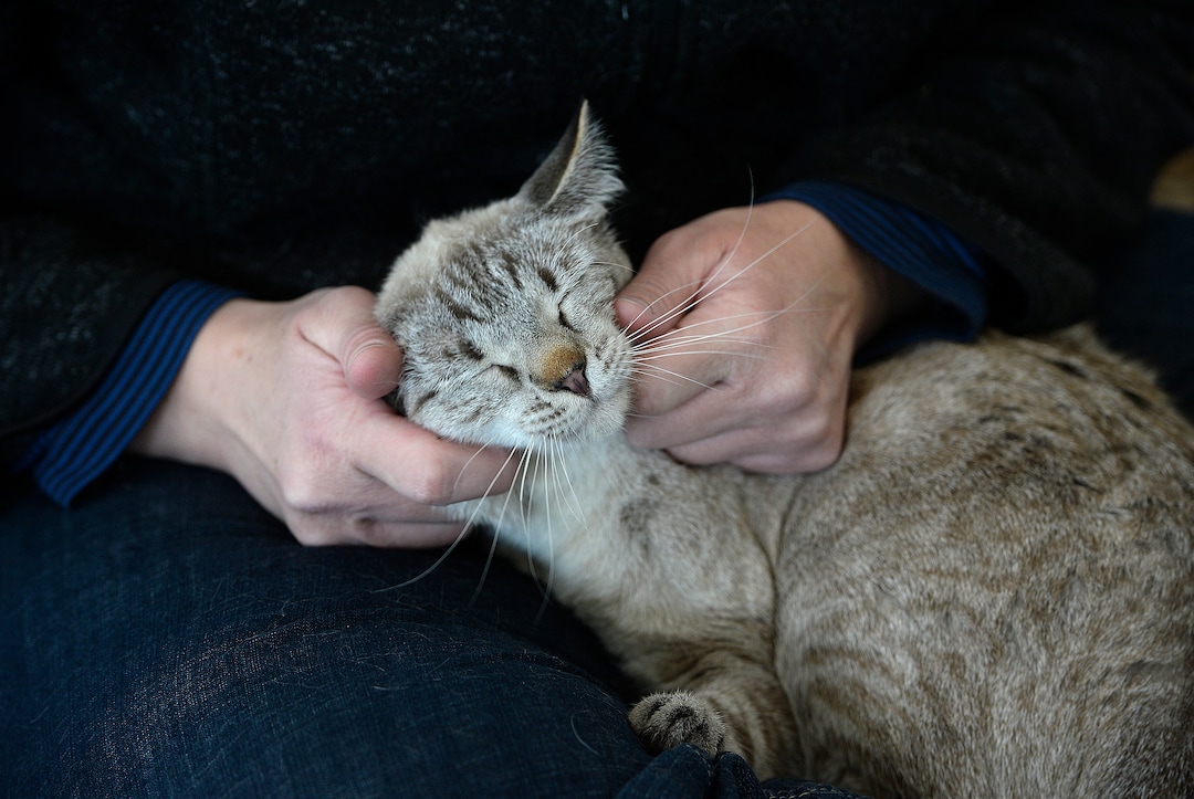 (Scott Sommerdorf   |  The Salt Lake Tribune)  Melissa Davis pets one of the cats at Tinker’s Cat Cafe on 900 South in Salt Lake City on Thursday, Nov. 2, 2017.