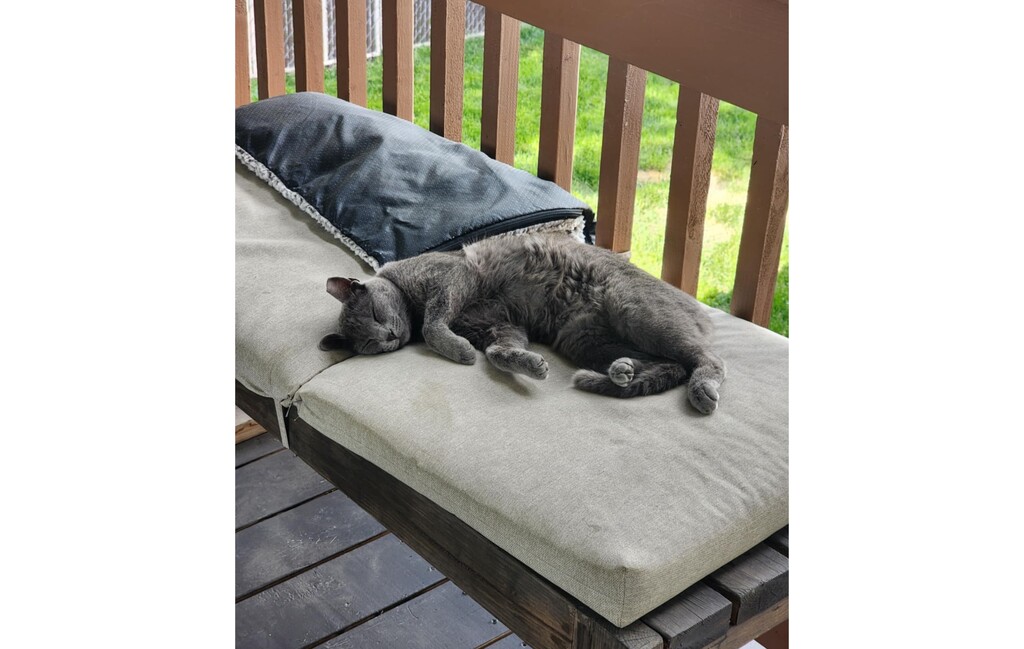(Stephanie Cornell) Foxy relaxing on the Cornell family's deck before the cat was found shot in their yard on Thursday, May 29, 2025.