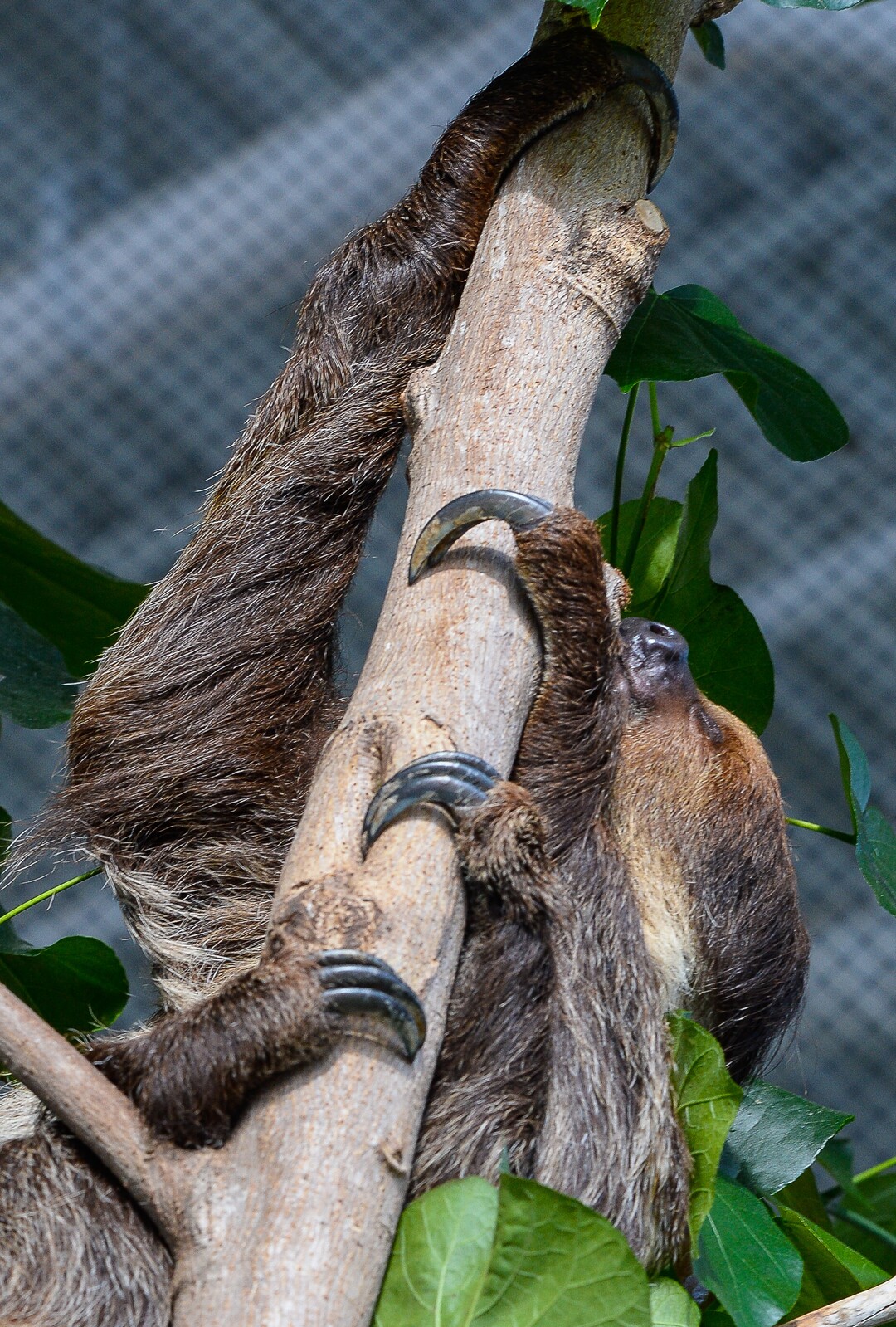 (Francisco Kjolseth  |  The Salt Lake Tribune)  The Loveland Living Planet Aquarium has acquired a couple of two-toed sloths that will be unveiled to the public on Friday. With the aid of two claws for their front legs and three for the back legs a female sloths readjusts from a mid day slumber. They've been adjusting to the sights and sounds of the aquarium for the last couple of weeks after being rescued from the South American country of Guyana due to habitat deforestation.