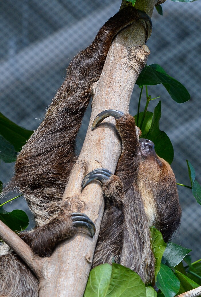 (Francisco Kjolseth | The Salt Lake Tribune) The Loveland Living Planet Aquarium has acquired a couple of two-toed sloths that will be unveiled to the public on Friday. With the aid of two claws for their front legs and three for the back legs a female sloths readjusts from a mid day slumber. They've been adjusting to the sights and sounds of the aquarium for the last couple of weeks after being rescued from the South American country of Guyana due to habitat deforestation.