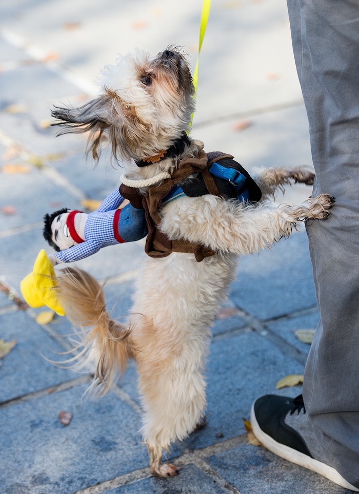 (Leah Hogsten  |  The Salt Lake Tribune)  The 7th annual Howl-o-ween Pet Costume Contest at the Downtown Farmers Market. Proceeds from the 20 contestants go to the Humane Society and a local animal shelter. 