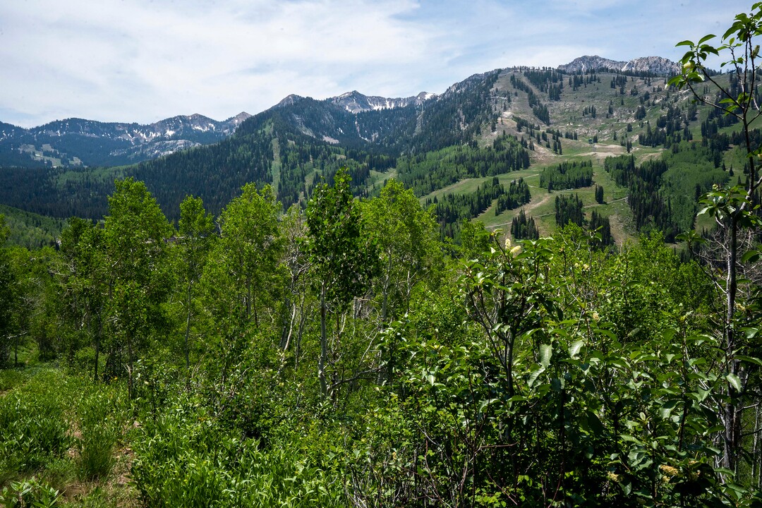 (Rick Egan | The Salt Lake Tribune) The Willow Heights Bench hike in Big Cottonwood Canyon, on Wednesday, June 16, 2021.