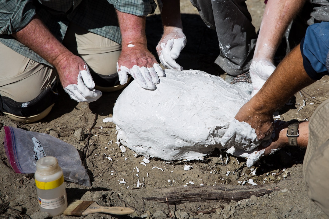 A paleontologist and field volunteers from the Natural History Museum of Utah encase a fossil in a plaster jacket while on an expedition in Grand Staircase-Escalante National Monument Tuesday, Oct. 3, 2017. The team was excavating the most complete skeleton of a tyrannosaur discovered in the Southwest United States. Mark Johnston/NHMU