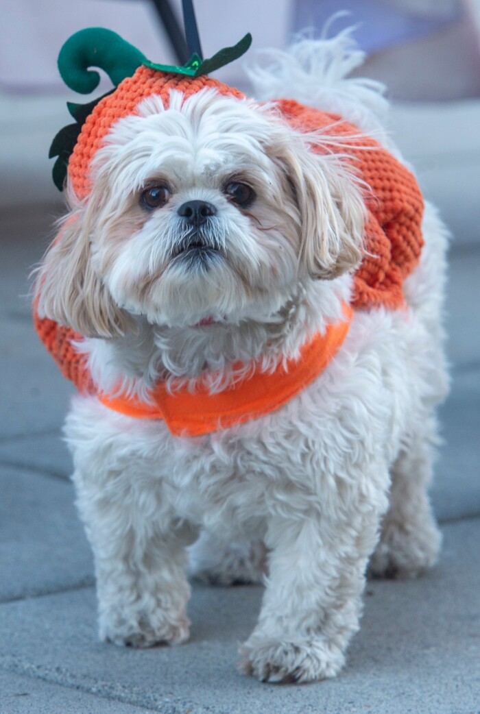 (Rick Egan  |  The Salt Lake Tribune)      Sophia Cowley dressed her dog Chloe as a pumpkin, for the "Dog Days in the Maze", at Wheeler Farm, Monday, Oct. 26, 2020.