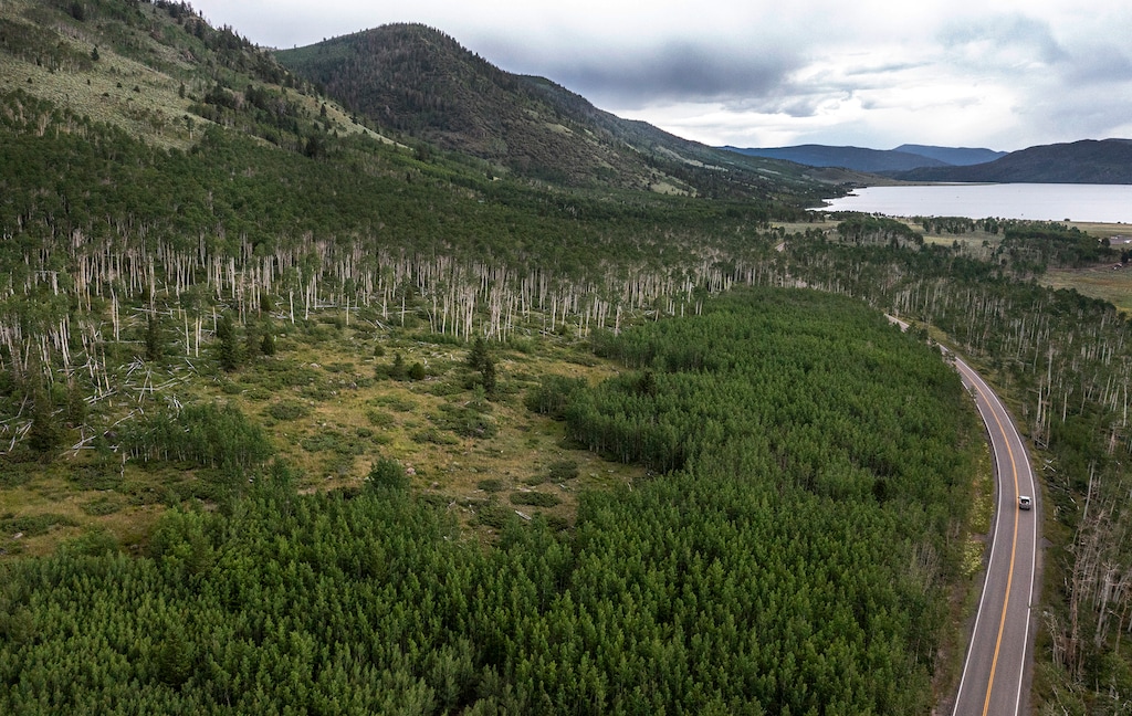 (Leah Hogsten | The Salt Lake Tribune) State Route 25 cuts through Fishlake National Forest and the middle of Pando, a quaking aspen colony and one of the world's largest organisms, July 26, 2023. The highway was built before Pando's discovery.