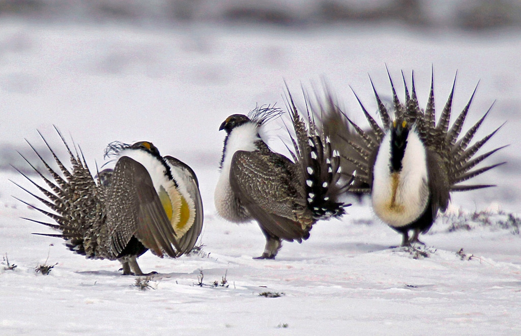 (David Zalubowski | AP file photo) In this April 20, 2013 file photo, male greater sage grouse perform mating rituals for a female grouse, not pictured, on a lake outside Walden, Colo. A federal judge on Wednesday, Oct. 16, 2019, has temporarily blocked the Trump administration rules that eased restrictions on oil and gas drilling and other development on portions of seven U.S. Western states.
