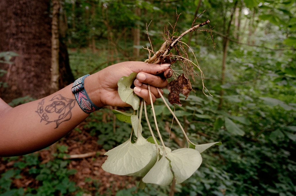(Adraint Bereal | The New York Times) Alexis Nikole Nelson, known as the Black Forager to her 1.7 million TikTok followers, holds an uprooted edible plant in Columbus, Ga., July 13, 2021. Though there are no definitive statistics, foragers have informally reported an increase in the practice during the pandemic.