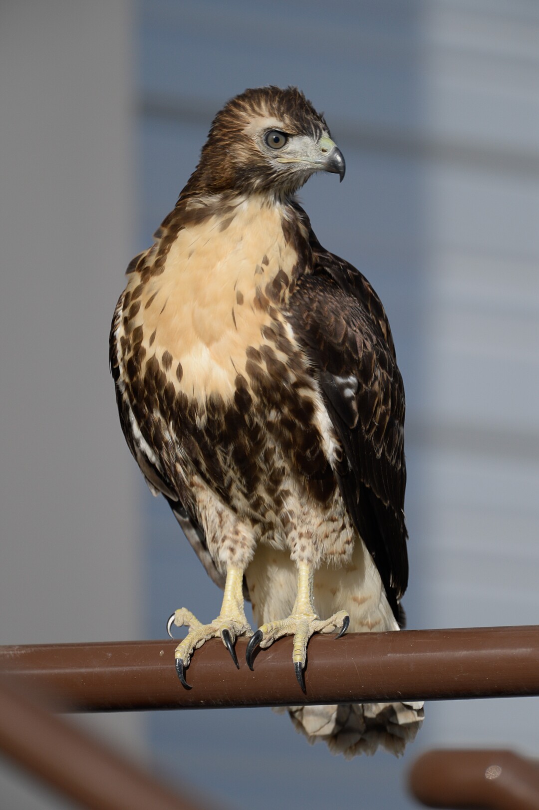 (Francisco Kjolseth  |  The Salt Lake Tribune)  A young red-tailed hawk perches on a railing of a large warehouse in an industrial area in west Salt Lake City.