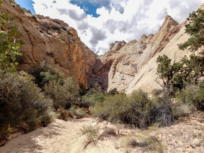 (Erin Alberty | The Salt Lake Tribune) Gardens of desert plants fill the canyons of the Waterpocket Fold on Oct. 4, 2015 at Capitol Reef National Park.