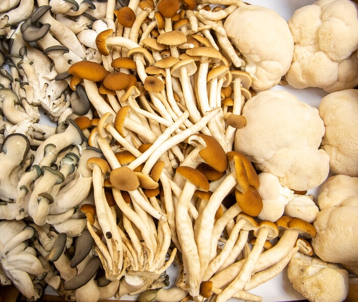 (Rick Egan | The Salt Lake Tribune) Locally grown mushrooms for one of the "Travel Inspired" meals at The Blended Table, on Wednesday, Dec. 2, 2020.