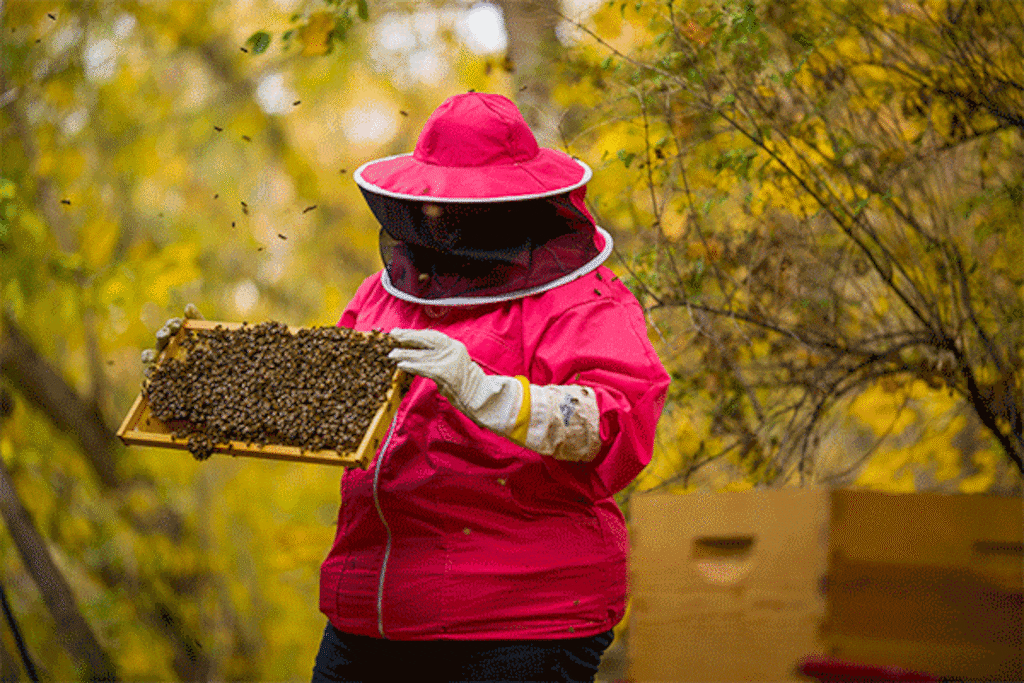 (Trent Nelson  |  The Salt Lake Tribune) Beekeeper Amber Lawvor inspects bees in Salt Lake City on Saturday, Oct. 30, 2021. The hive would normally be at on the top of the Salt Lake City Public Library but was moved during renovations to the building.