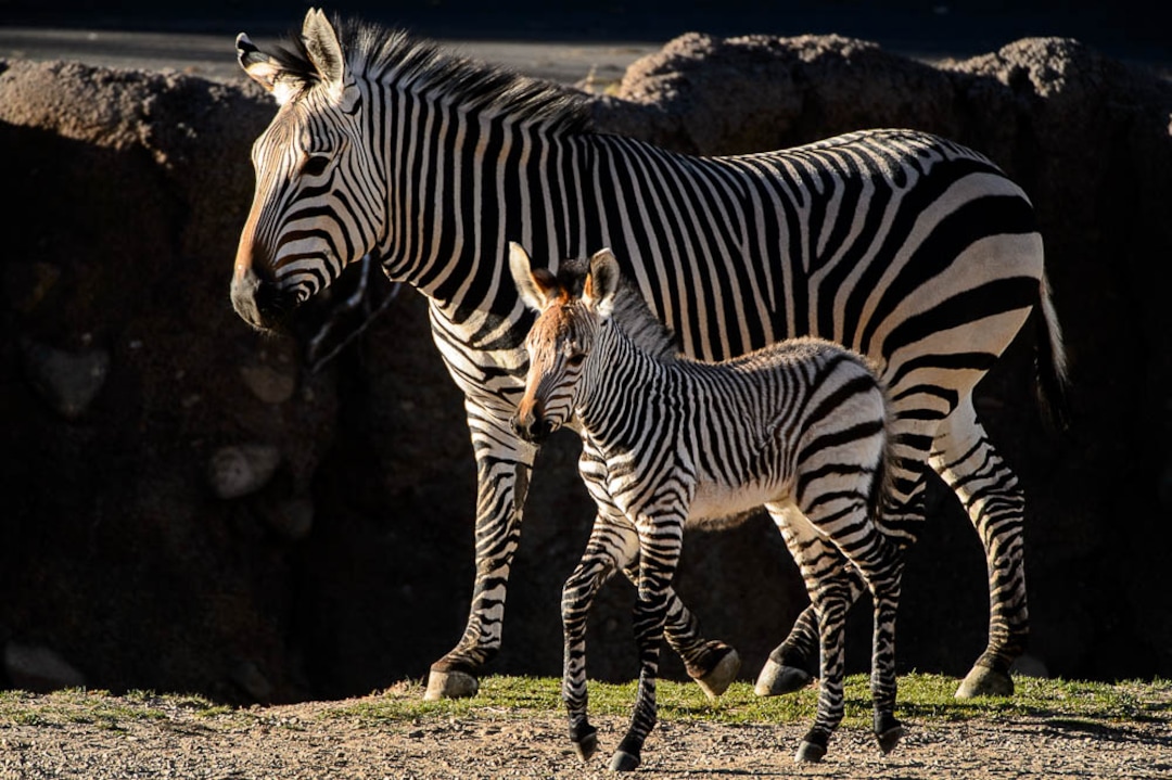 (Trent Nelson | The Salt Lake Tribune)  Clementine, left, a baby zebra born Oct. 23, with her mother, Zoe, at Utah's Hogle Zoo, Tuesday Oct. 30, 2018.