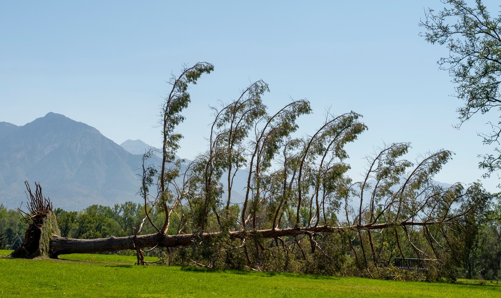 (Rick Egan  |  Tribune file photo)  One of the many downed trees from the high winds earlier this week at Sugarhouse Park, on Saturday, Sept. 12, 2020.