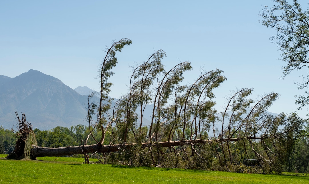 (Rick Egan  |  The Salt Lake Tribune)    One of the many downed trees from the high winds earlier this week at Sugarhouse Park, on Saturday, Sept. 12, 2020.