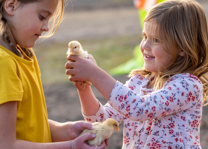 (Rick Egan | The Salt Lake Tribune) Millie Stratton, 8, and Evelyn Stratton, 4, play with the baby chicks at the Earth Day Party at the Mini Taylor farm at at the Jennie Taylor's residence, in North Ogden. Taylor is the widow to the late Major. Brent Taylor, killed in 2018 while on Army National Guard duty in Afghanistan, donations have helped restore the small family farm, with planter boxes, a chicken coop, and a sandbox for the kids, on Thursday, April 22, 2021.
