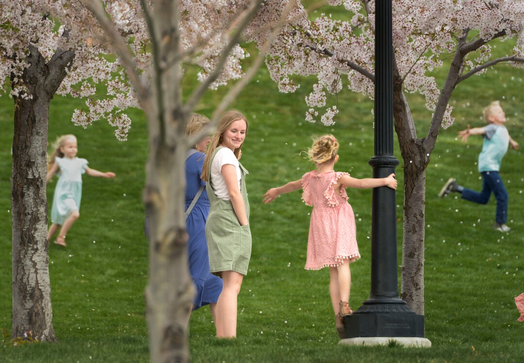 (Leah Hogsten  |  The Salt Lake Tribune) The Nuhall family takes a break from being indoors due to coronavirus precautions for family portraits amid the cherry trees at the Capitol. Thursday's sunshine and fresh air brought many visitors to the Capitol grounds to walk under the blossoming Yoshino cherry trees that line the .7 mile Memorial Walkway encircling Capitol Hill, April 9, 2020.