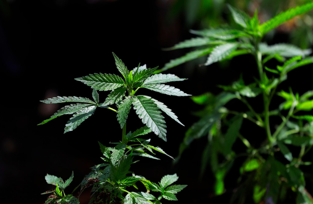 FILE - In this April 12, 2018, file photo, a marijuana plant awaits transplanting at the Hollingsworth Cannabis Company near Shelton, Wash. A national medical group has abruptly canceled plans to train doctors about marijuana for pain relief after a federal agency pulled its funding. The American Academy of Pain Medicine on Thursday, June 21, scrubbed plans for next month’s online course. Spokeswoman Megan Drumm says a request to cancel came from a federal agency. (AP Photo/Ted S. Warren, File)