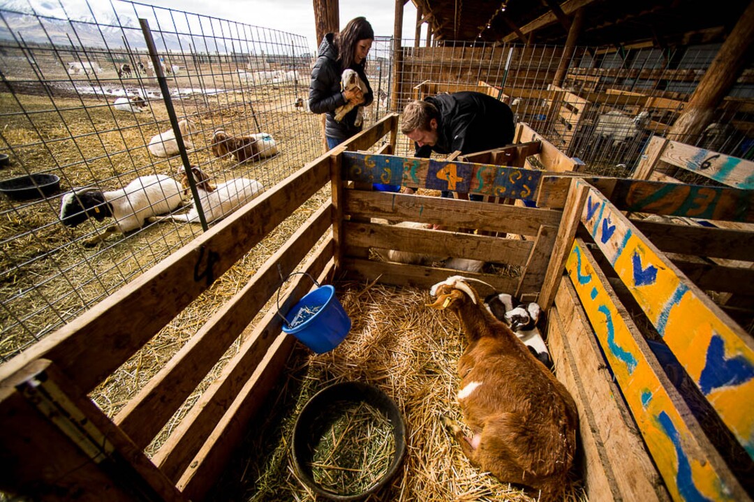 (Trent Nelson | The Salt Lake Tribune)
 Volunteers Tristan Horne and Sabrina Martinez check on a mother goat and her kids at the East African Refugee Goat Project on Saturday March 24, 2018.