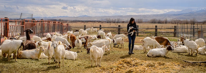 (Trent Nelson | The Salt Lake Tribune)
Sabrina Martinez cuddles a new kid while checking on the goat herd, located in a scenic spot west of the Salt Lake City International Airport. Saturday March 24, 2018.