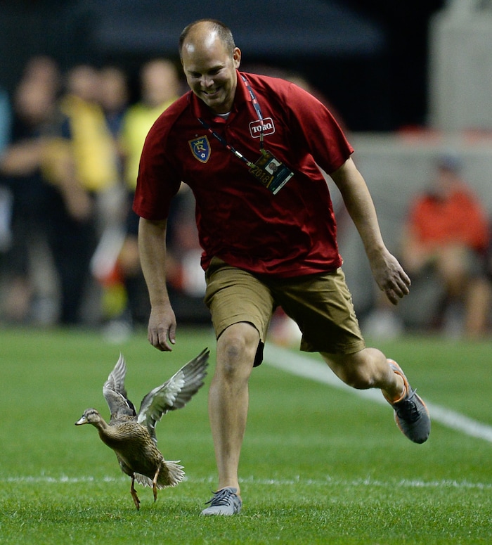 (Francisco Kjolseth  |  The Salt Lake Tribune)  A duck joins the game as a staff member tries to catch him during the first half of the MLS soccer match Saturday, Sept. 1, 2018, in Sandy at Rio Tinto Stadium.