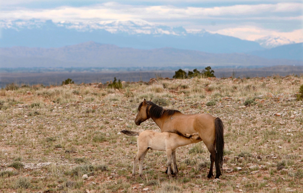 (Casey Riffe | Billings Gazette | The Associated Press) In this June 9, 2010, file photo, a mare nurses her foal in the Pryor Mountain Wild Horse Range near Pryor, Mont. Animal rights advocates are suing the federal government in a bid to make a Montana mustang population the first group of wild horses to be protected under the Endangered Species Act. Attorneys for Friends of Animals said Wednesday, April 4, 2018,  that the U.S. Fish and Wildlife Service had failed to act on a petition filed last June seeking protections for the population of about 155 horses along the Montana-Wyoming border.