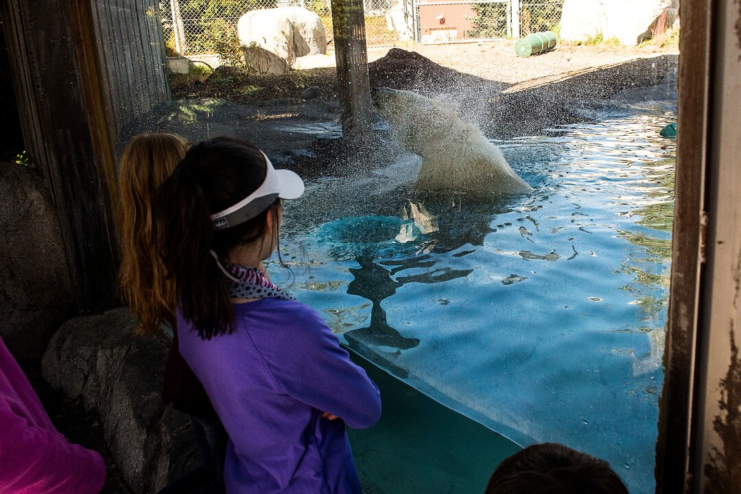 (Chris Detrick  |  The Salt Lake Tribune) Polar Bear Hope at Utah's Hogle Zoo Tuesday, October 10, 2017.