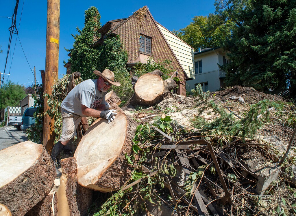 (Rick Egan  |  Tribune file photo)    John Maddox helps his brother Mike Maddox, remove the remains of the spruce tree that was blown over by the wind earlier this week on Yale Avenue, Saturday, Sept. 12, 2020. Salt Lake City is asking for residents' help to remove trees, branches and debris from gutters ahead of forecast rains.