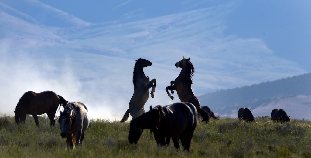 Rick Egan  |  The Salt Lake TribuneHorses from the Onaqui wild horse herd, about 60 miles southwest of Tooele,  near Simpson Springs, Thursday, June 5, 2014.  