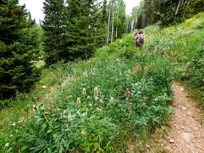 (Erin Alberty|The Salt Lake Tribune) The Ontario Trail winds down the mountains from the top of the Sterling Express lift to Bald Mountain at Deer Creek Resort. Photo taken Aug. 6, 2017.